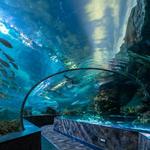 Ripley's Aquarium of the Smokies
