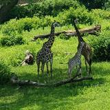 Kansas City Zoo & Aquarium