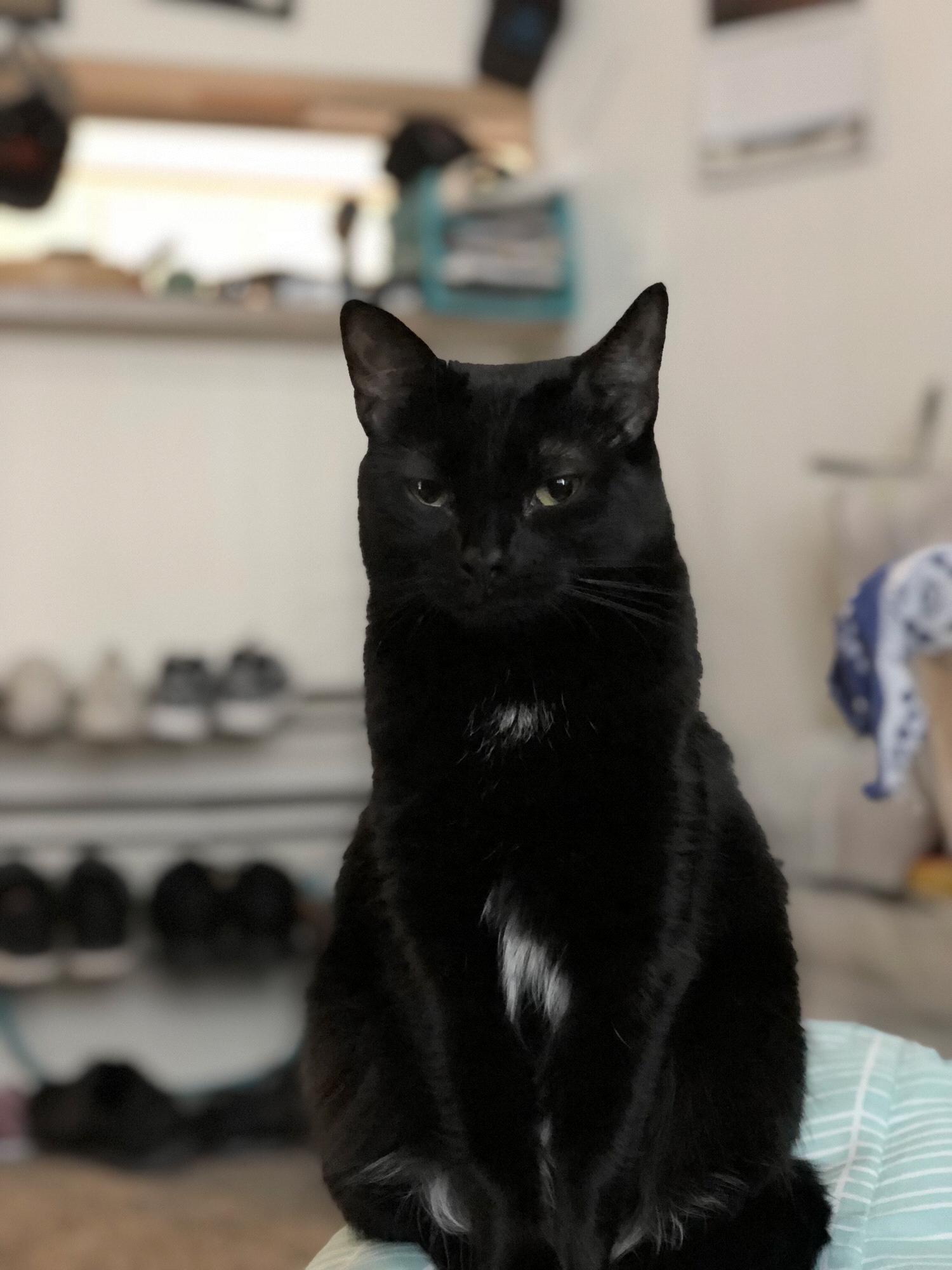 Our cat Bagheera