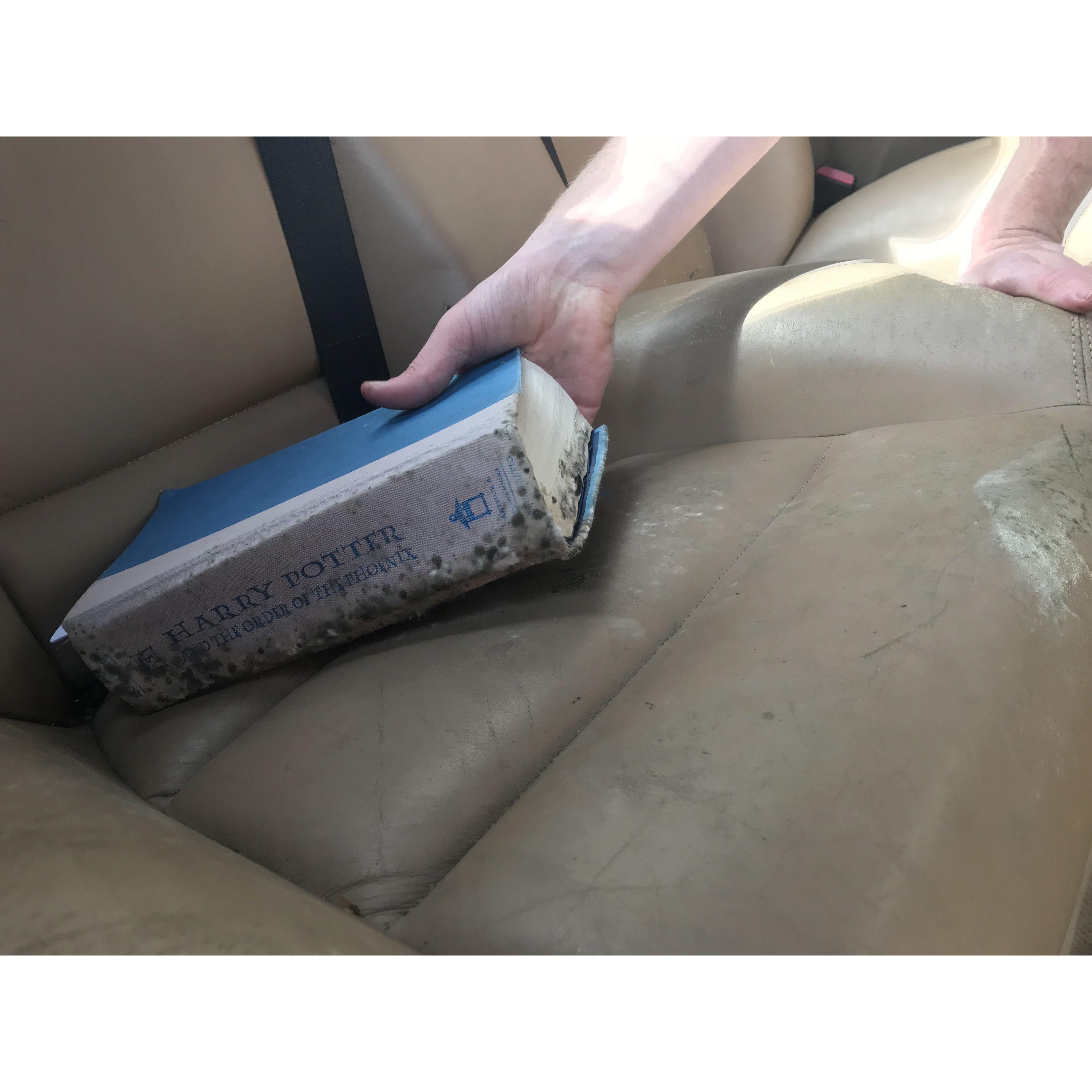 sometimes the order of the phoenix gets moldy when you have a convertible in seattle