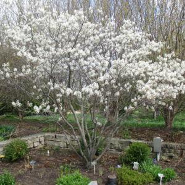 Serviceberry