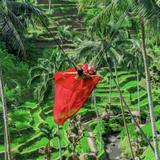 Tegalalang and swing