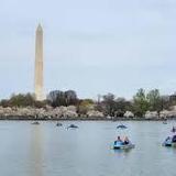 Tidal Basin Pedal Boats