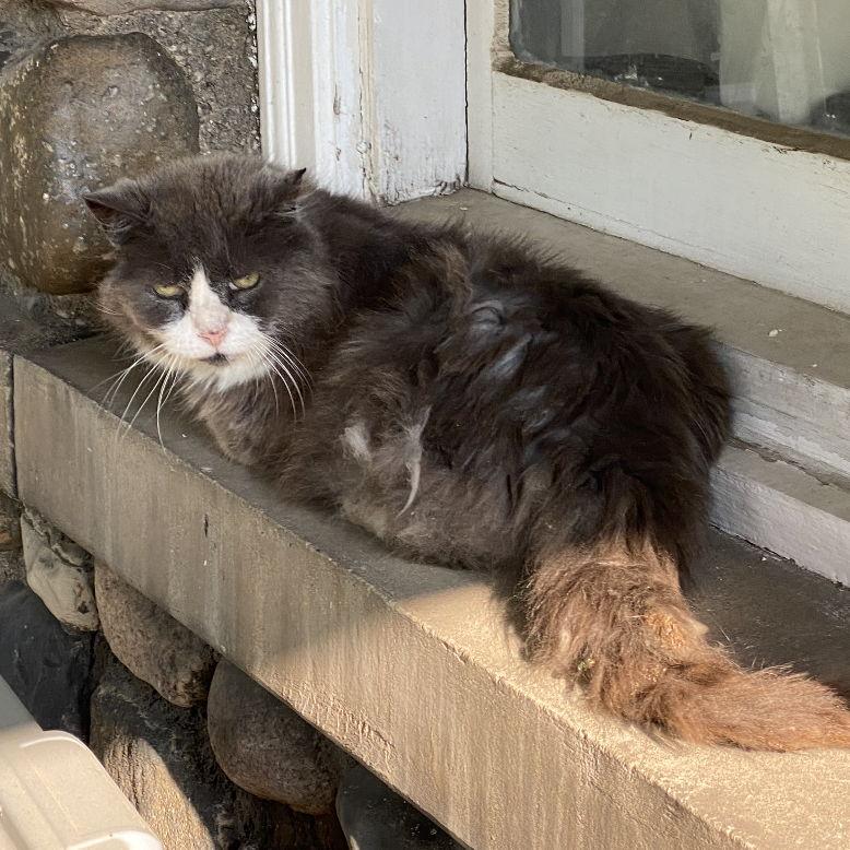 Tubs! Our first rescue.. he got to live out his golden years at Crashes Landing! Since then we have rescued 25+ cats since living in our house.