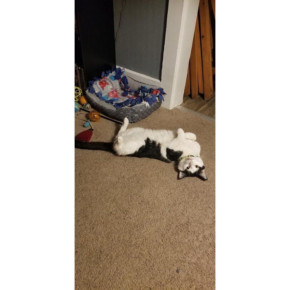 This is Mumble. I've had him for 3 years now and he was my first official pet. He's definitely my baby.