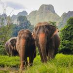 Day 6: Majestic Encounters with Elephants and Hill Tribes