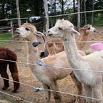 Little Brushwood Alpaca Farm & Country Store