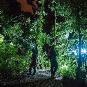 Rainforest Night Hike Guide in Costa Rica