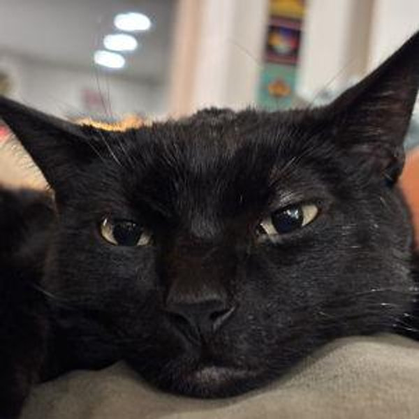 Donate to Gateway Pet Gaurdians