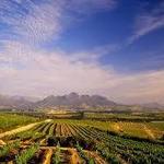 Wine Tasting - The Vine Hopper in Stellenbosch