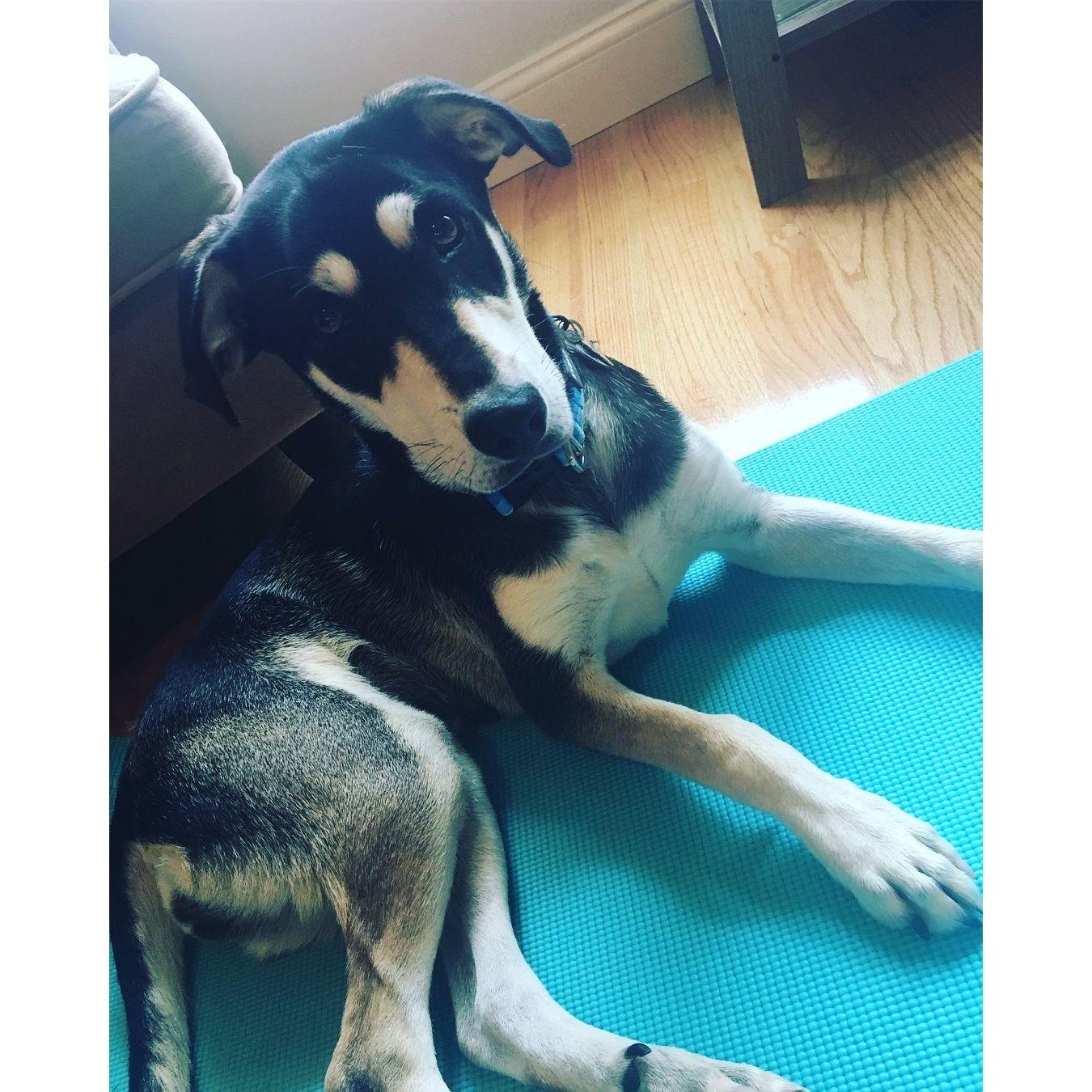 August 2018: The day we added a new member to our little family.  Our girl Raye!
