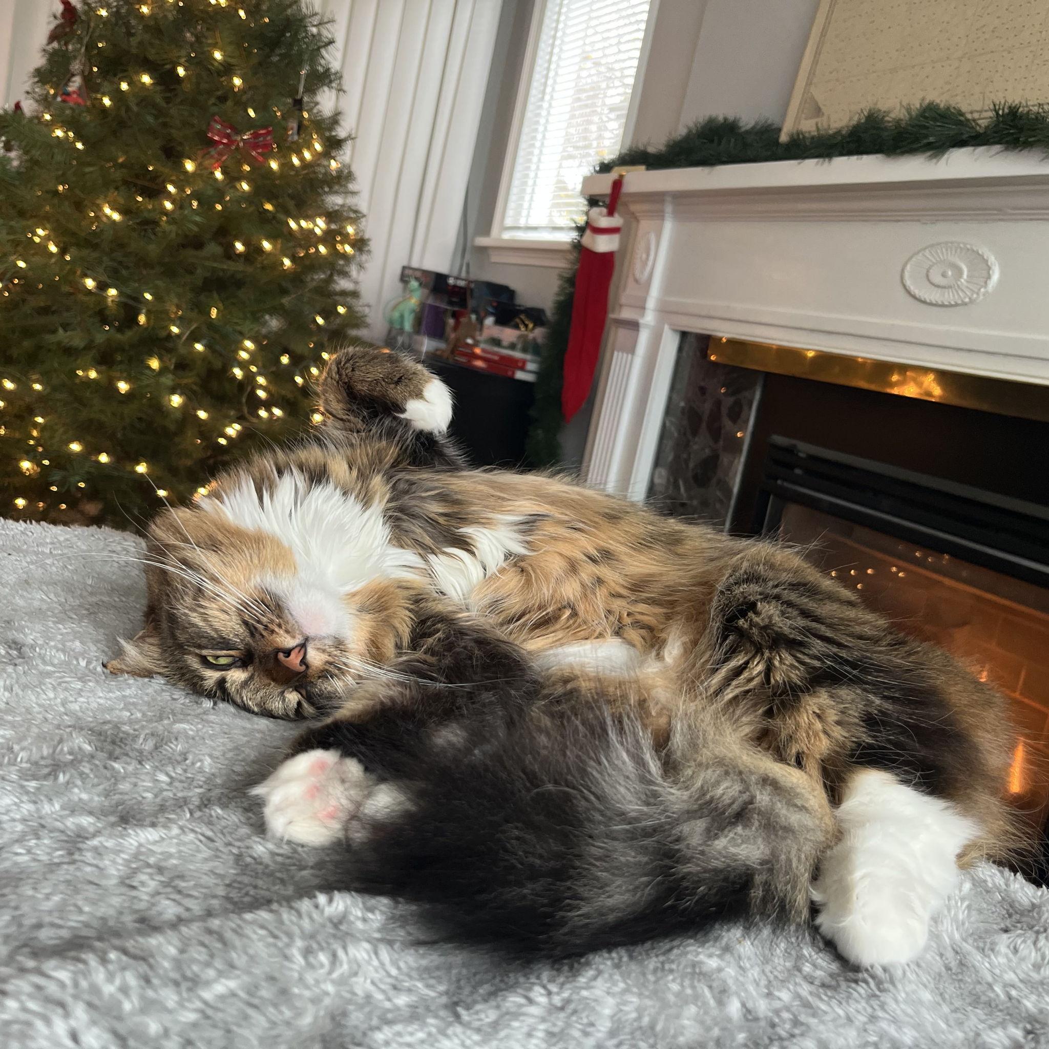 Our stinky weasel daughter, Dewey.