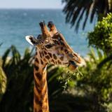 Santa Barbara Zoo