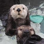 Monterey Bay Aquarium