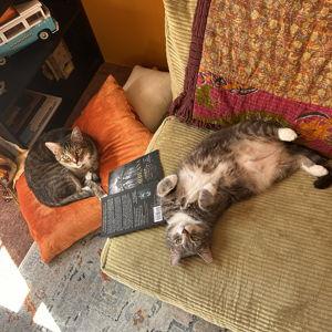 Cat Food Fund