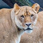 Louisville Zoo