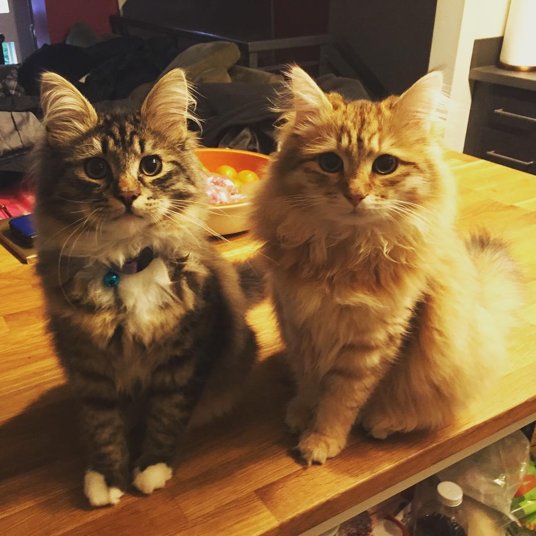 Zuko and Sokka, ~6 months old