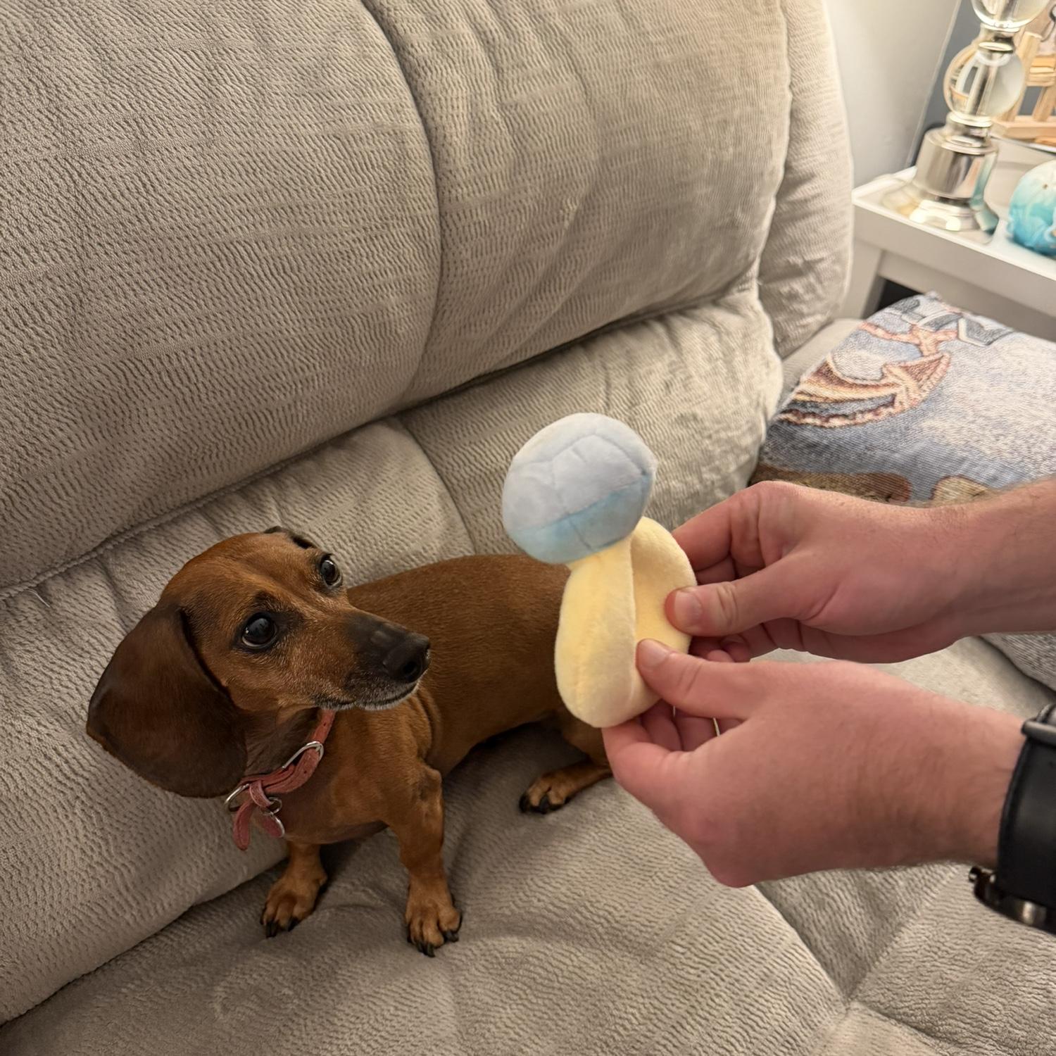 Vienna was also asked permission to marry her mommy, and if she would take Brandon as her daddy! Of course, it went over very well.