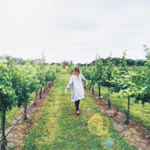 Flat Creek Estate Winery & Vineyard