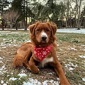 Tucker Gets a Backyard Fund