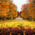 Tower Grove Park