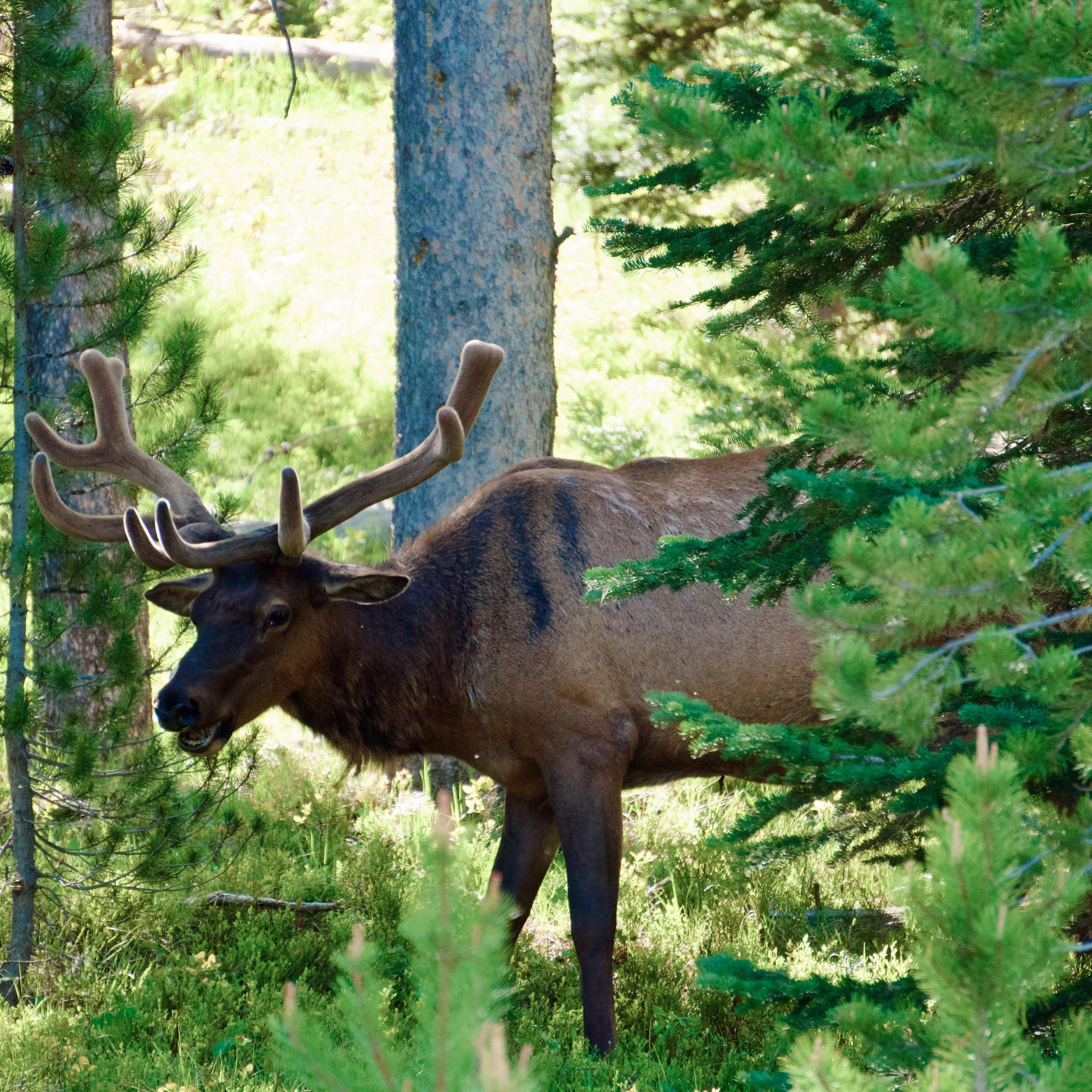 Elk looking for shade from the warm spring sun!