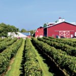 Thousand Islands Winery