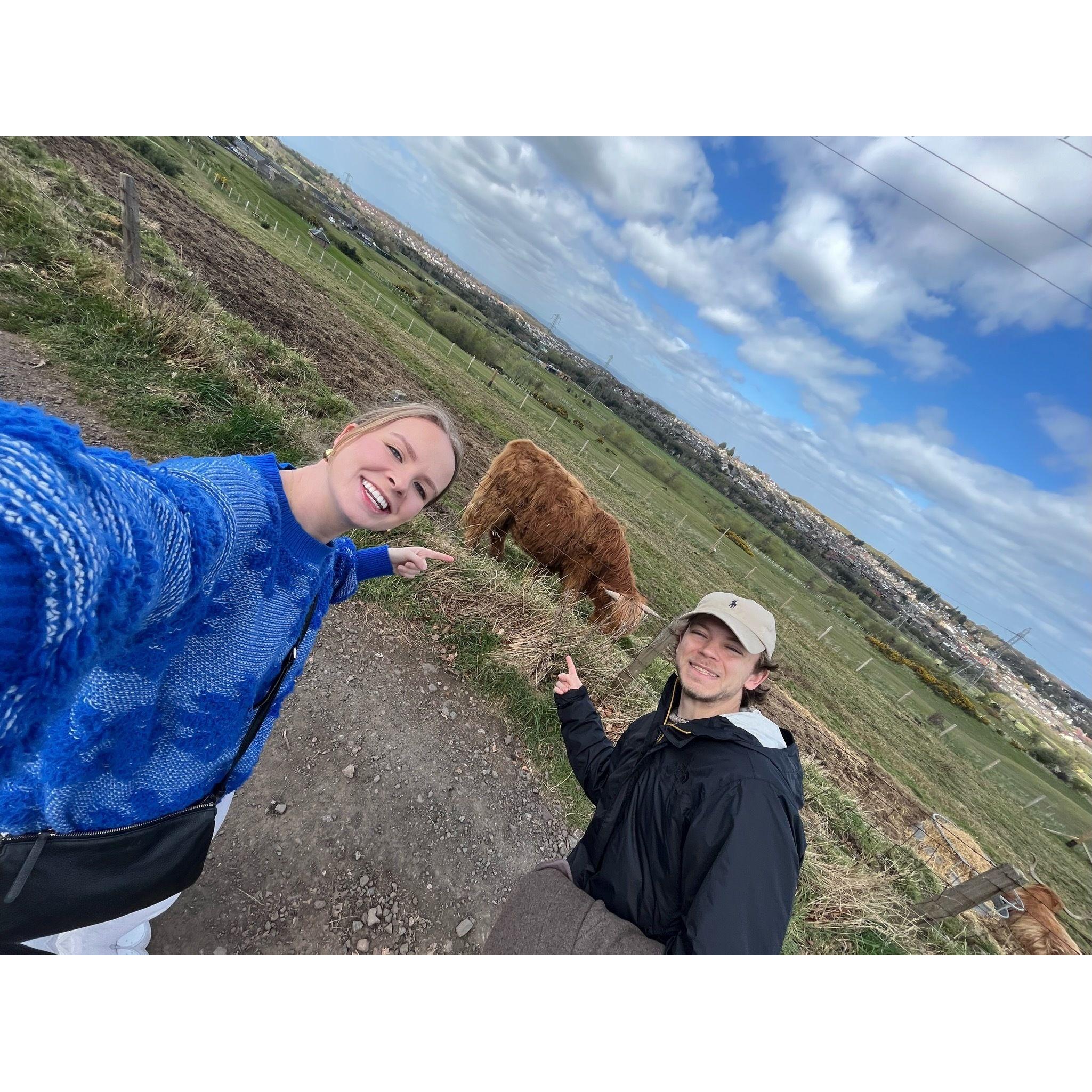 Visiting Highland cows in Edinburgh, Scotland, 2024
