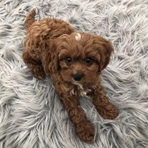 Our New Puppy