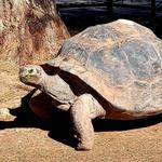 Phoenix Zoo