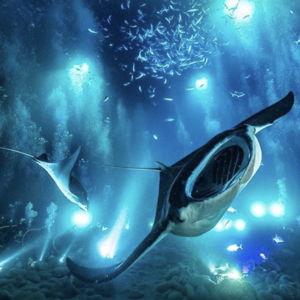 Nightime Manta Ray Swim