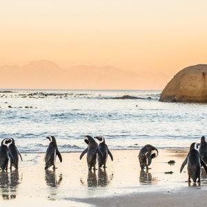 Honeymoon - Boulders Beach Tour