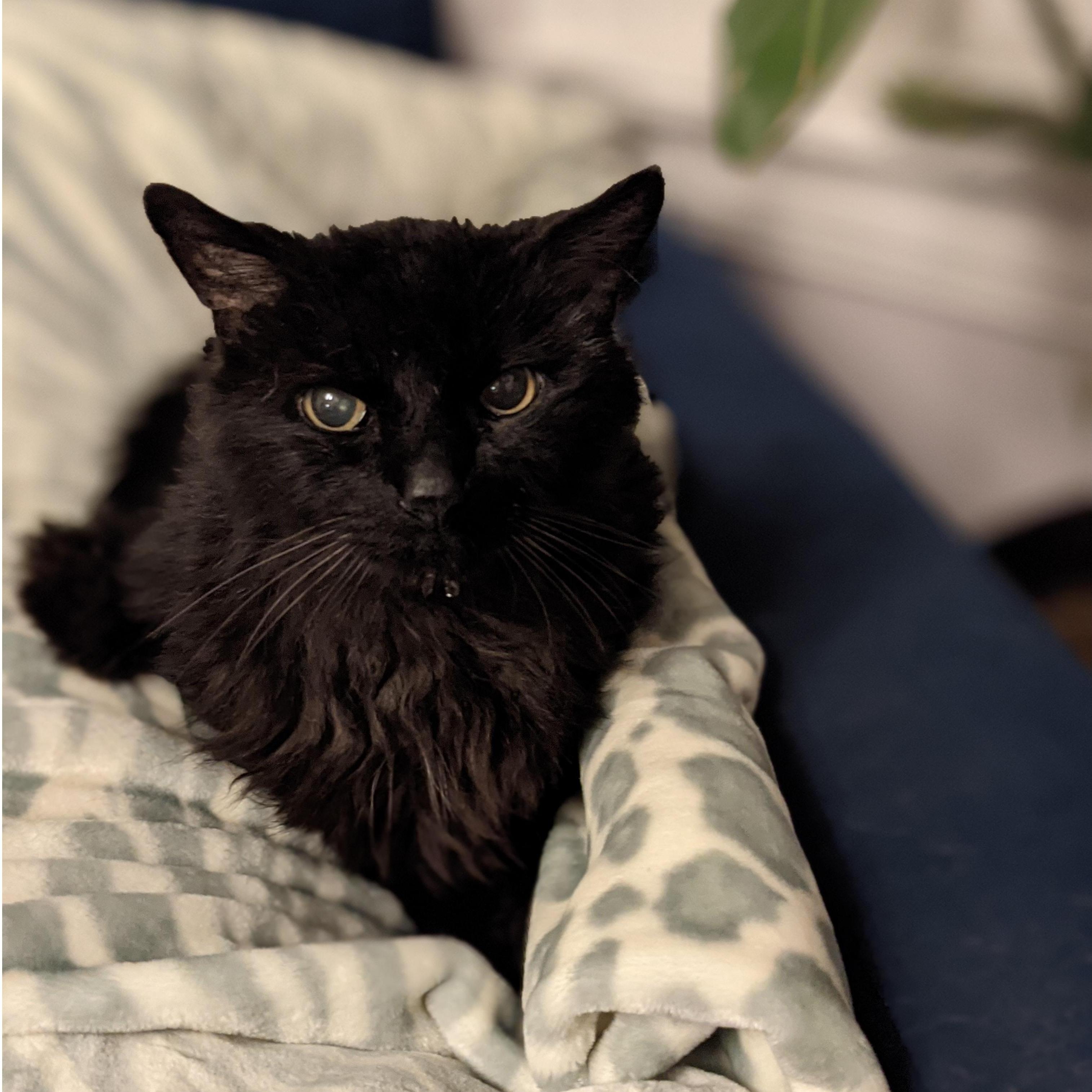 Our ancient and beloved cat, Gus, along with his sister Gabby, was adopted by Teresa's family as a kitten in 2000.
Gus crossed the rainbow bridge in October 2021 at 21-years-old and is deeply missed.