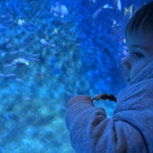 Zoo/Aquarium Trips