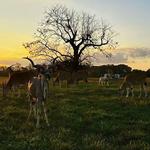 Georgia Safari Conservation Park