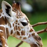 Indianapolis Zoo