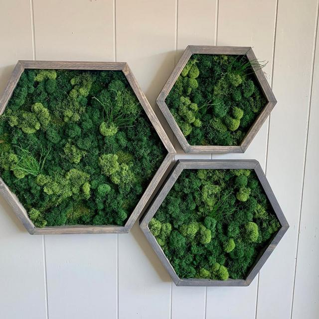 Moss Art| Hexagon| Moss Wall Art| Collage...