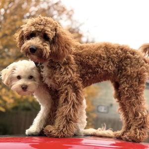 Help Build Our Life Together