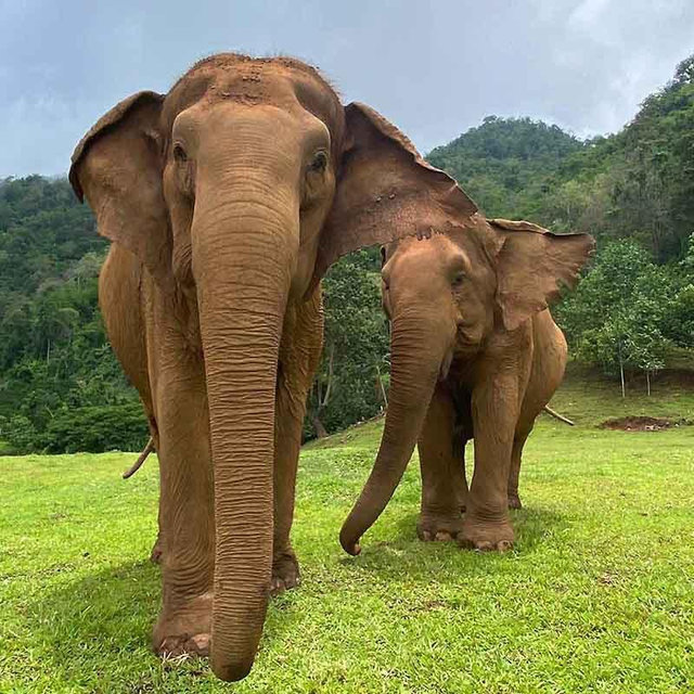 Visit an Elephant Sanctuary in Chiang Mai