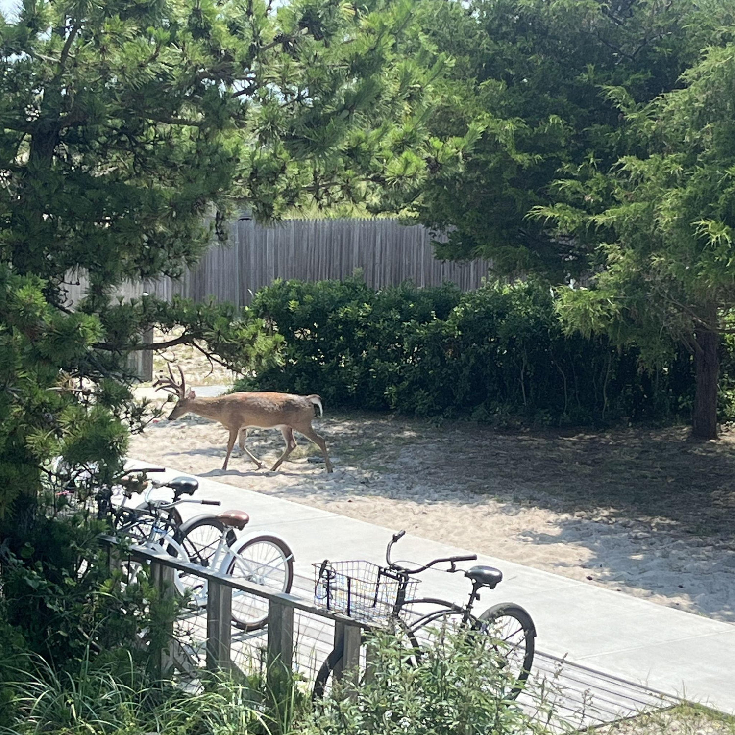 Don't be alarmed - the deer are quite comfortable around humans on fire island.
