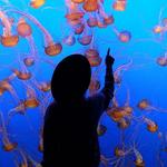 Monterey Bay Aquarium