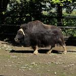 Alaska Zoo