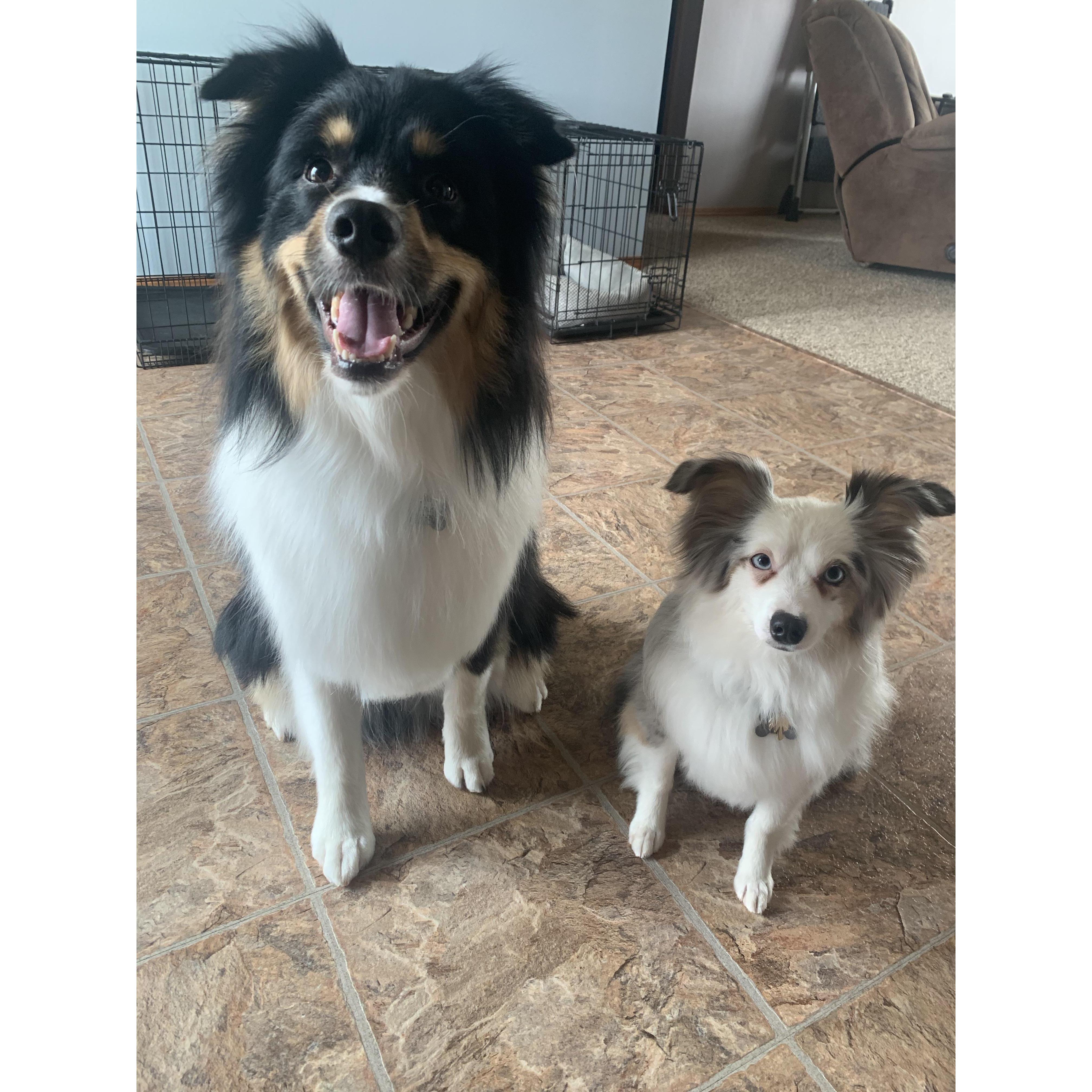 Our fur babies! Garrus (3 yrs) and Ziya (4yrs) they are both Australian Shepherds
