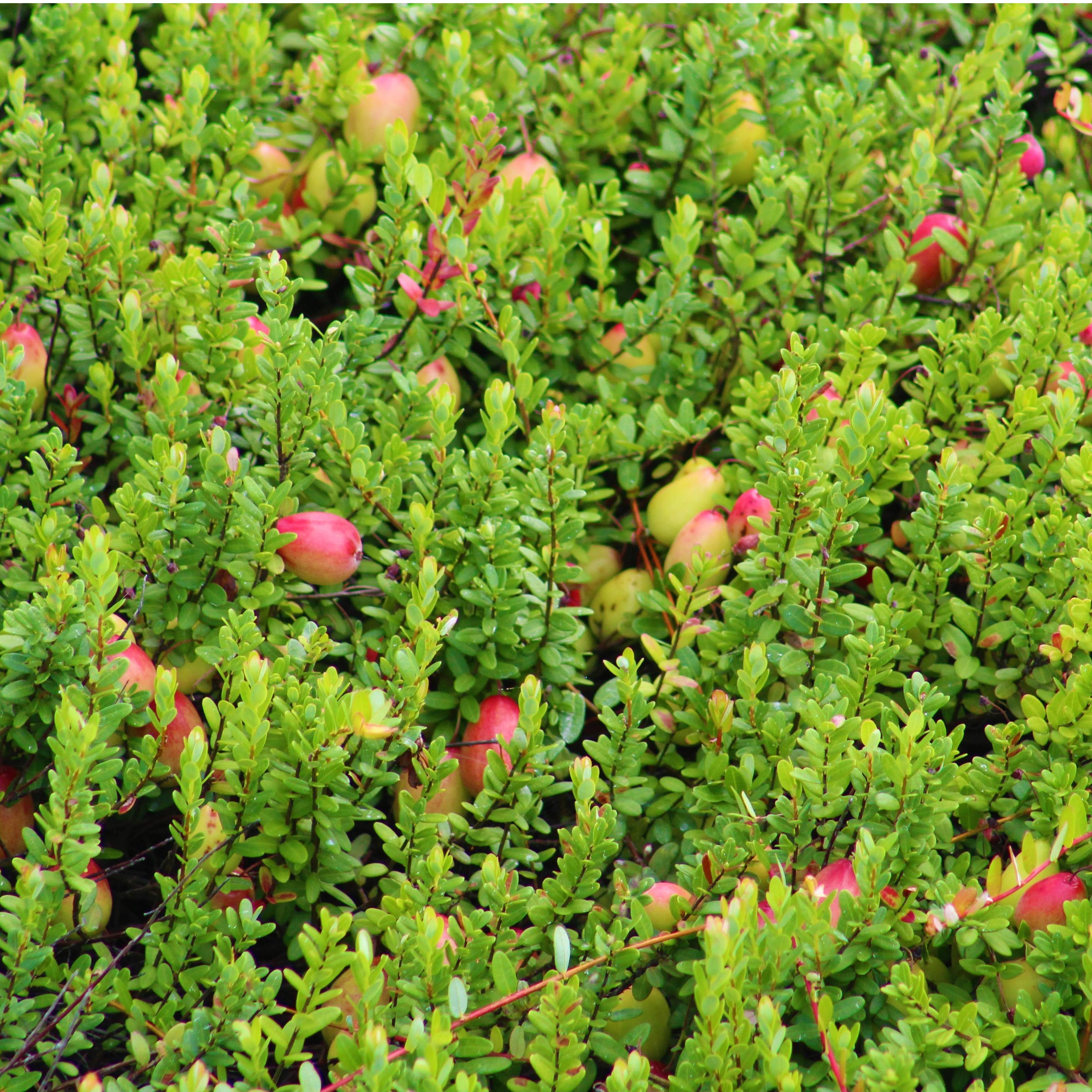 Cranberries