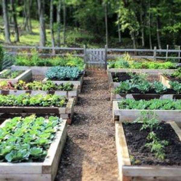 Raised Garden Beds