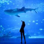 Baltimore National Aquarium