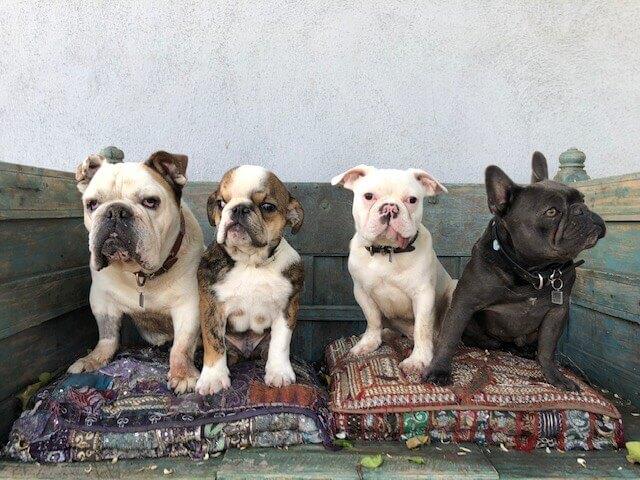Donate to Road Dogs & Rescue!