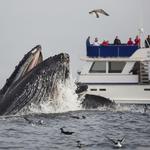 San Diego Whale Watch