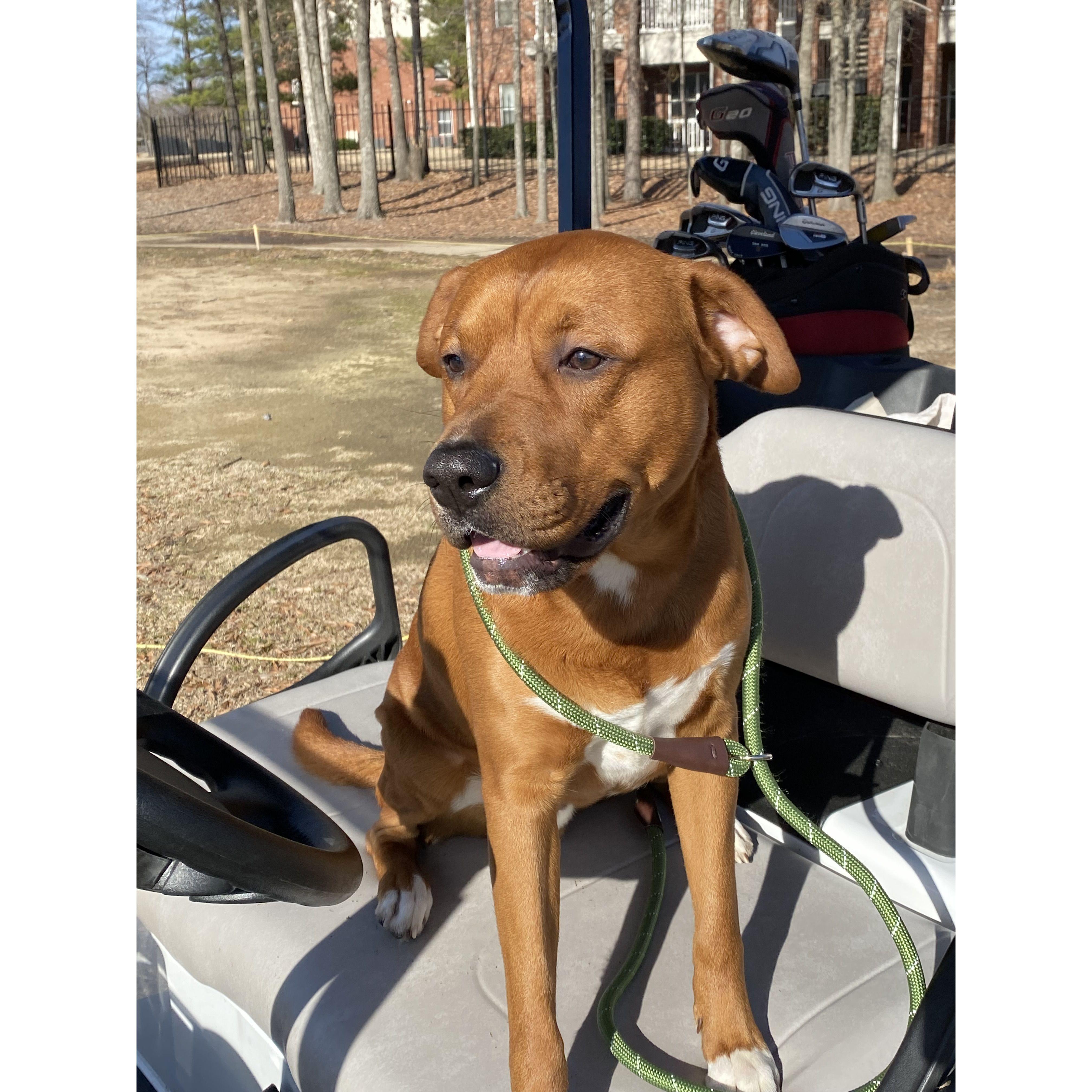 THE best golf dog, Kane!