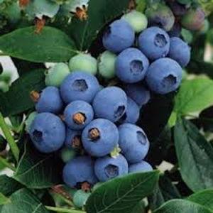 Sponsor a Blueberry Bush